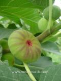 Թզենի - Инжир - Figs