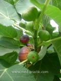 Թզենի - Инжир - Figs