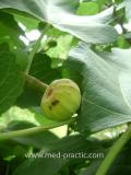 Թզենի - Инжир - Figs
