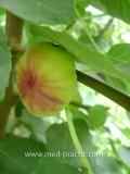Թզենի - Инжир - Figs