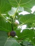 Թզենի - Инжир - Figs
