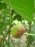 Թզենի - Инжир - Figs