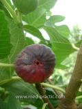 Թզենի - Инжир - Figs