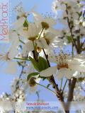 Բալ — Вишня — Cherry