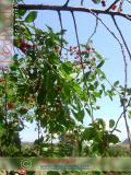 Բալ — Вишня — Cherry