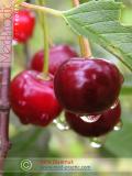 Բալ — Вишня — Cherry