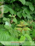 Ազնվամորի – Малина – Rubus idaeus L.