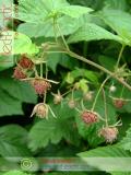 Ազնվամորի – Малина – Rubus idaeus L.