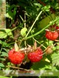 Ազնվամորի – Малина – Rubus idaeus L.