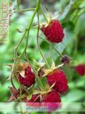 Ազնվամորի – Малина – Rubus idaeus L.