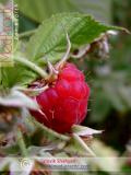 Ազնվամորի – Малина – Rubus idaeus L.