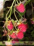 Ազնվամորի – Малина – Rubus idaeus L.