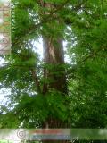 Ակացիա սպիտակ – Акация белая – Acacia alba L., Robinia pseudoacacia L.