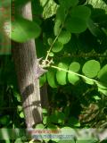 Ակացիա սպիտակ – Акация белая – Acacia alba L., Robinia pseudoacacia L.