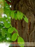 Ակացիա սպիտակ – Акация белая – Acacia alba L., Robinia pseudoacacia L.