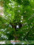Ակացիա սպիտակ – Акация белая – Acacia alba L., Robinia pseudoacacia L.