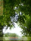 Ակացիա սպիտակ – Акация белая – Acacia alba L., Robinia pseudoacacia L.