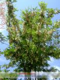 Ակացիա սպիտակ – Акация белая – Acacia alba L., Robinia pseudoacacia L.