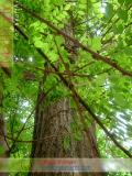 Ակացիա սպիտակ – Акация белая – Acacia alba L., Robinia pseudoacacia L.