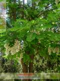 Ակացիա սպիտակ – Акация белая – Acacia alba L., Robinia pseudoacacia L.