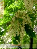 Ակացիա սպիտակ – Акация белая – Acacia alba L., Robinia pseudoacacia L.