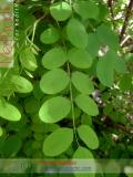 Ակացիա սպիտակ – Акация белая – Acacia alba L., Robinia pseudoacacia L.