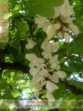 Ակացիա սպիտակ – Акация белая – Acacia alba L., Robinia pseudoacacia L.
