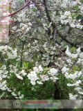 Բալ — Вишня — Cherry