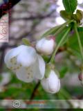 Բալ — Вишня — Cherry