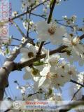 Բալ — Вишня — Cherry