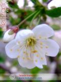 Բալ — Вишня — Cherry