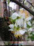 Բալ — Вишня — Cherry