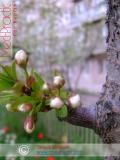 Բալ — Вишня — Cherry