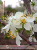 Բալ — Вишня — Cherry