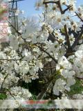Բալ — Вишня — Cherry