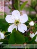Բալ — Вишня — Cherry
