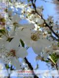 Բալ — Вишня — Cherry