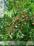 Բալ — Вишня — Cherry