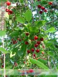 Բալ — Вишня — Cherry