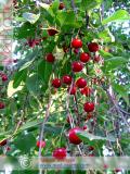 Բալ — Вишня — Cherry