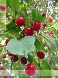 Բալ — Вишня — Cherry