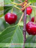 Բալ — Вишня — Cherry
