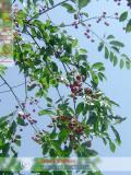 Բալ — Вишня — Cherry