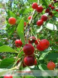 Բալ — Вишня — Cherry