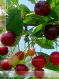 Բալ — Вишня — Cherry