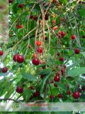 Բալ — Вишня — Cherry