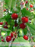 Բալ — Вишня — Cherry