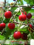 Բալ — Вишня — Cherry