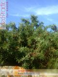 Գիհի — Можжевельник — Juniperus L.