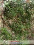 Գիհի — Можжевельник — Juniperus L.